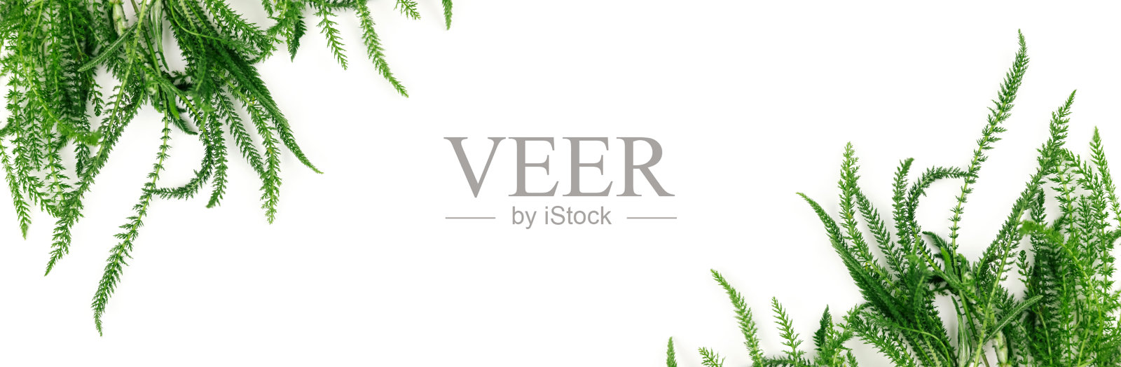 白色背景上的新鲜香草制成的旗帜。照片摄影图片