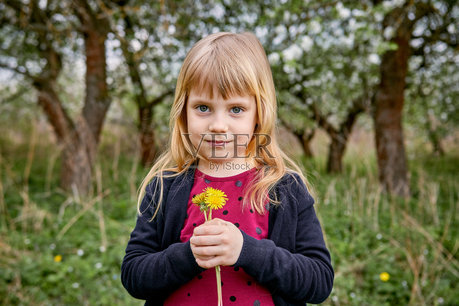 女孩穿着红色的裙子，戴着黄色的蒲公英。以一个盛开的花园为背景。一个幸福的家庭。照片摄影图片