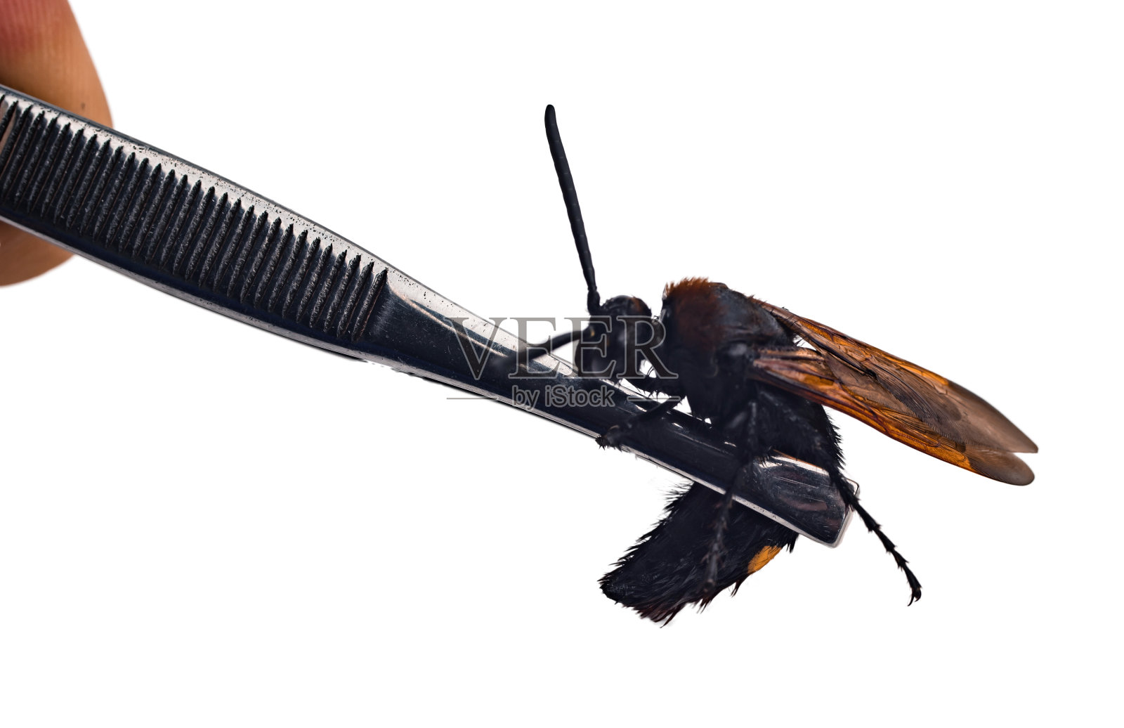 危险有毒的黄蜂照片摄影图片