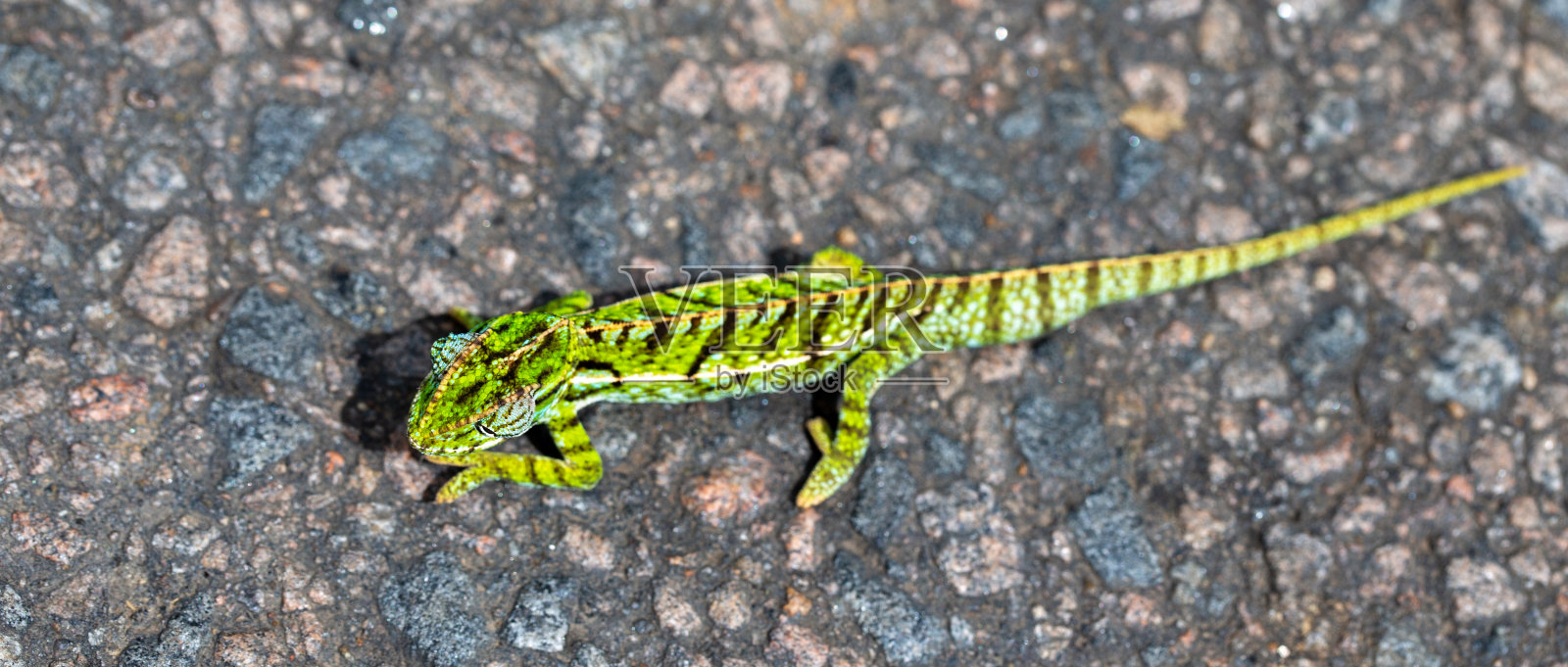 街道上一只绿色变色龙的特写照片摄影图片
