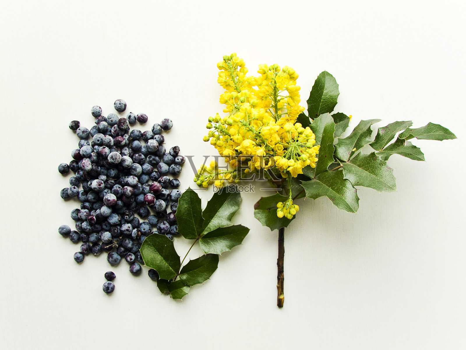 春天香草鲜花照片摄影图片