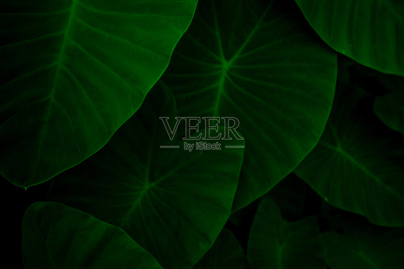 丛林里大象耳朵的绿叶特写。绿叶纹理背景与最小的图案。黑色背景下的热带森林里的绿叶。环保壁纸。植物园的夜晚。照片摄影图片