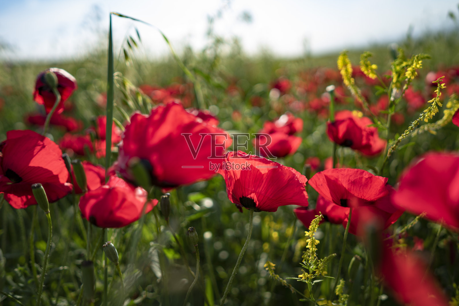 盛开的罂粟田照片摄影图片