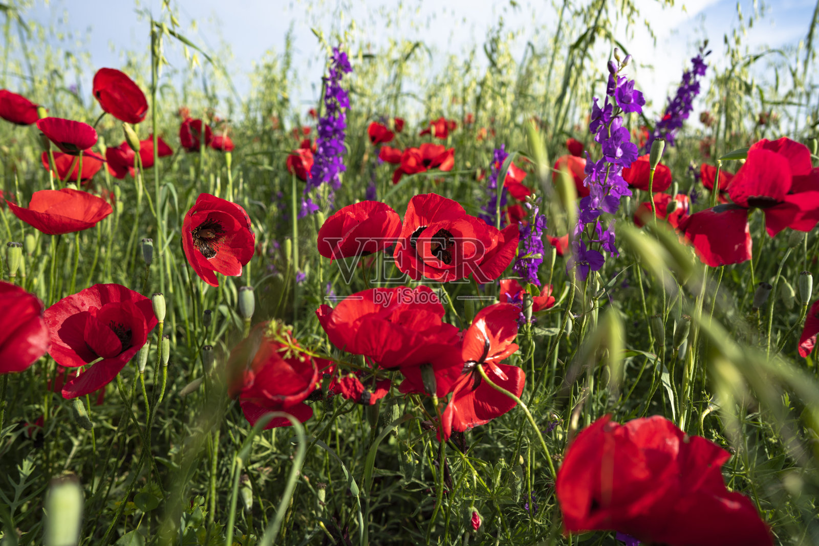 盛开的罂粟田照片摄影图片