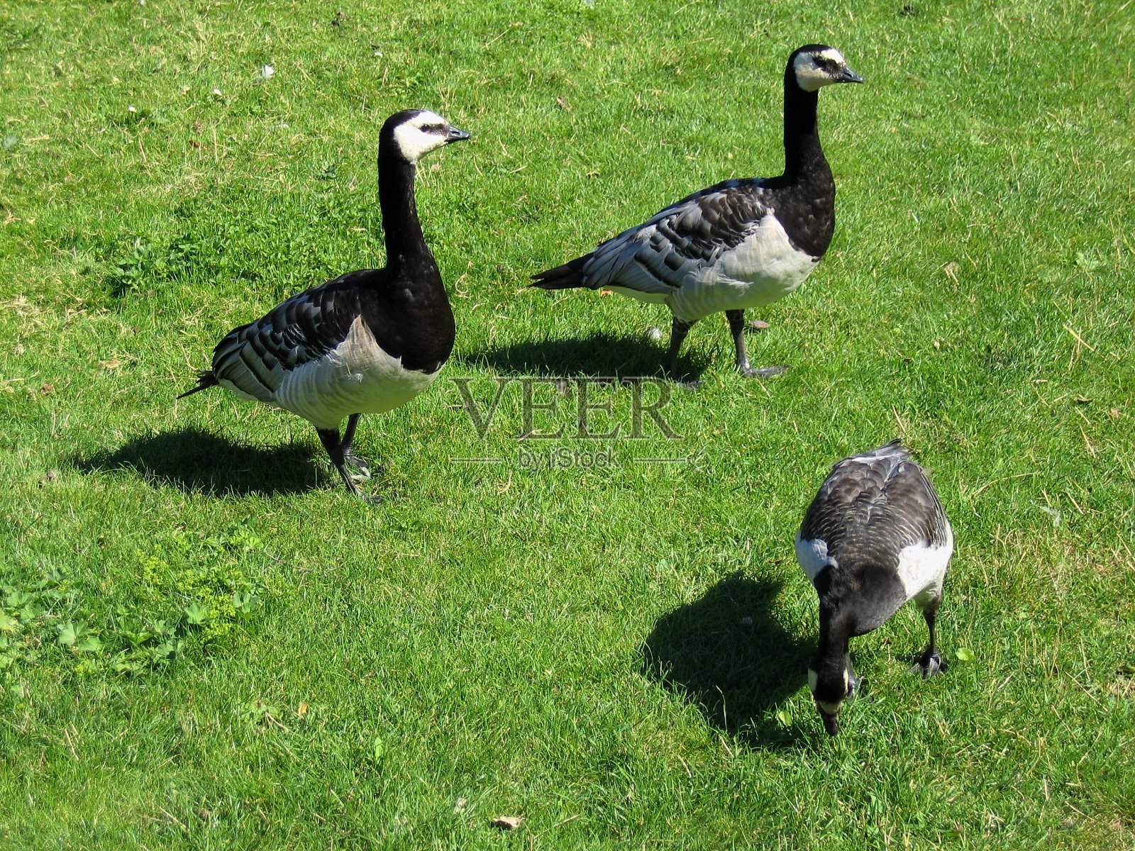 草里有三只鸟。照片摄影图片