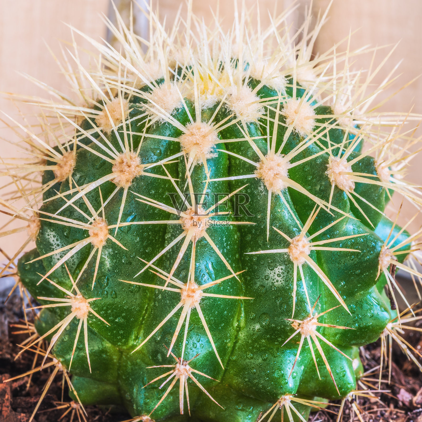 金桶仙人掌，婆婆的坐垫(棘球仙人掌)照片摄影图片