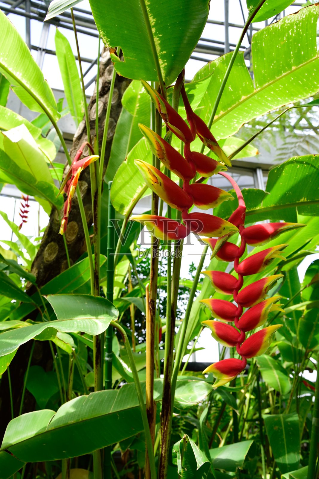 室内植物螺旋花热带植物照片摄影图片