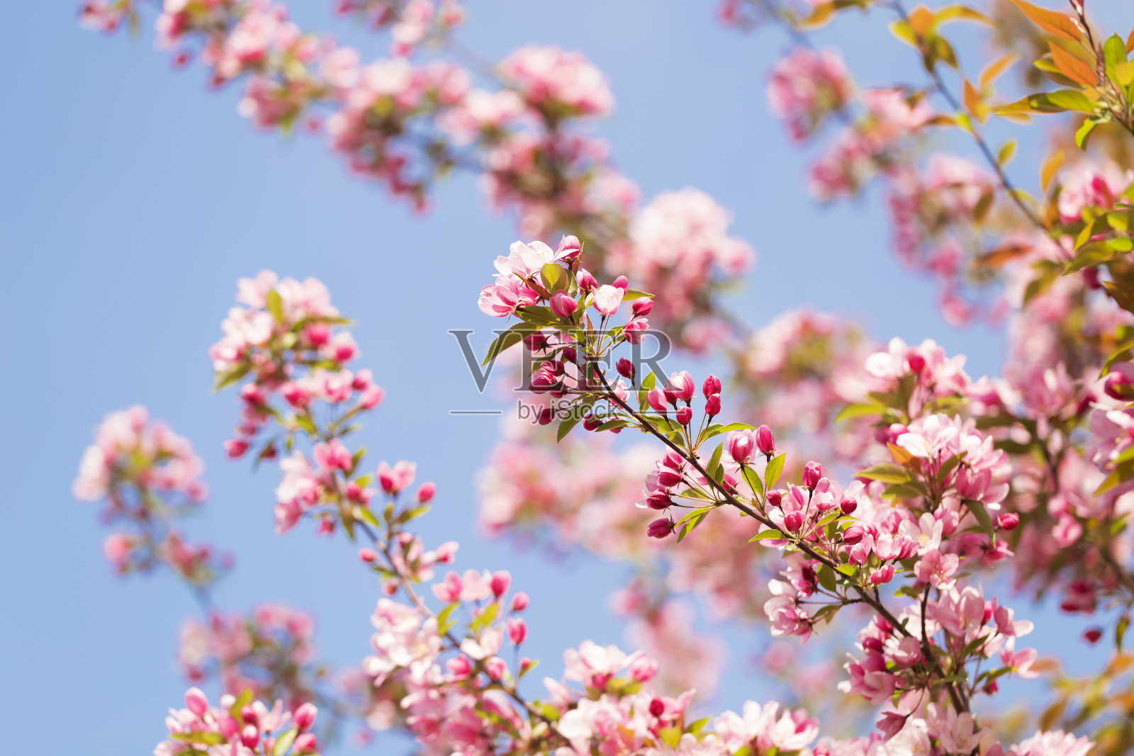 海棠开花照片摄影图片