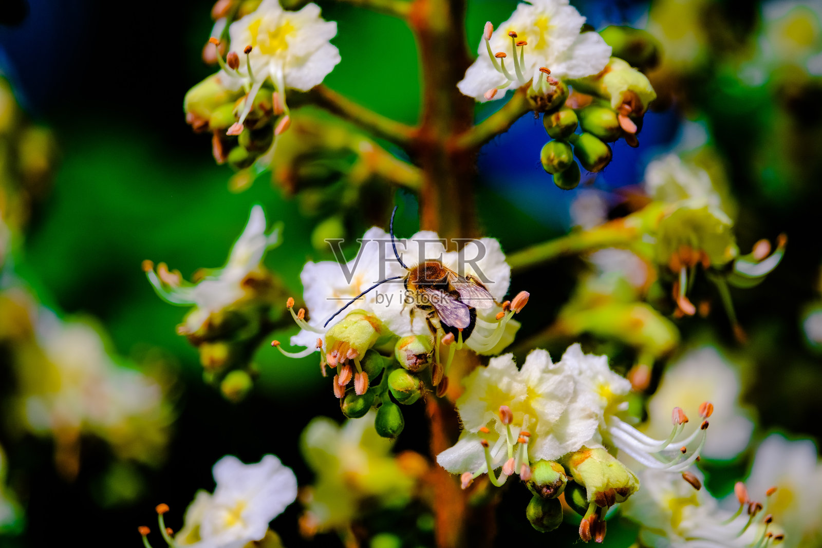 栗树开了花照片摄影图片