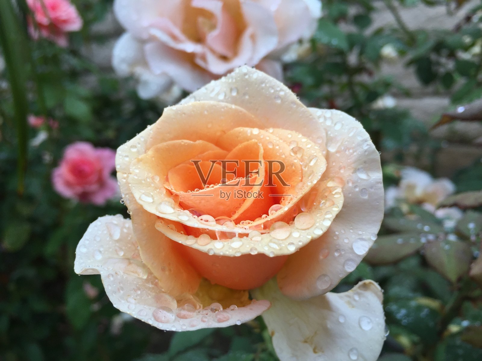 美丽的桃子/橙色玫瑰覆盖着雨滴和露珠照片摄影图片