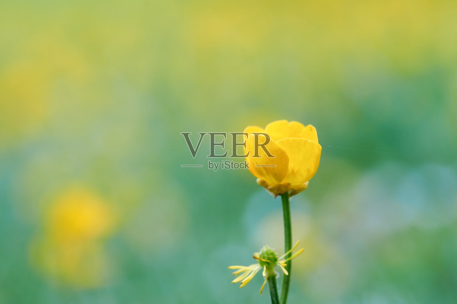 靠近毛茛花。照片摄影图片