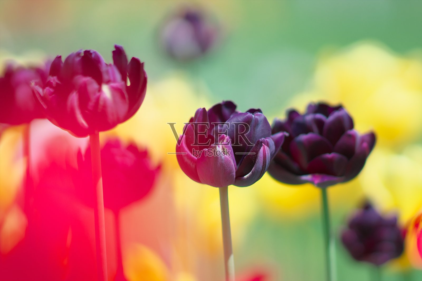 郁金香花领域照片摄影图片