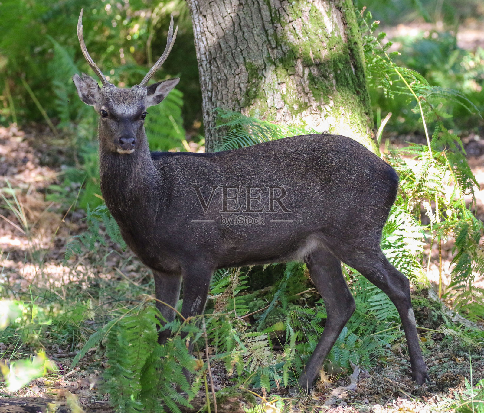 阿恩的西卡鹿照片摄影图片