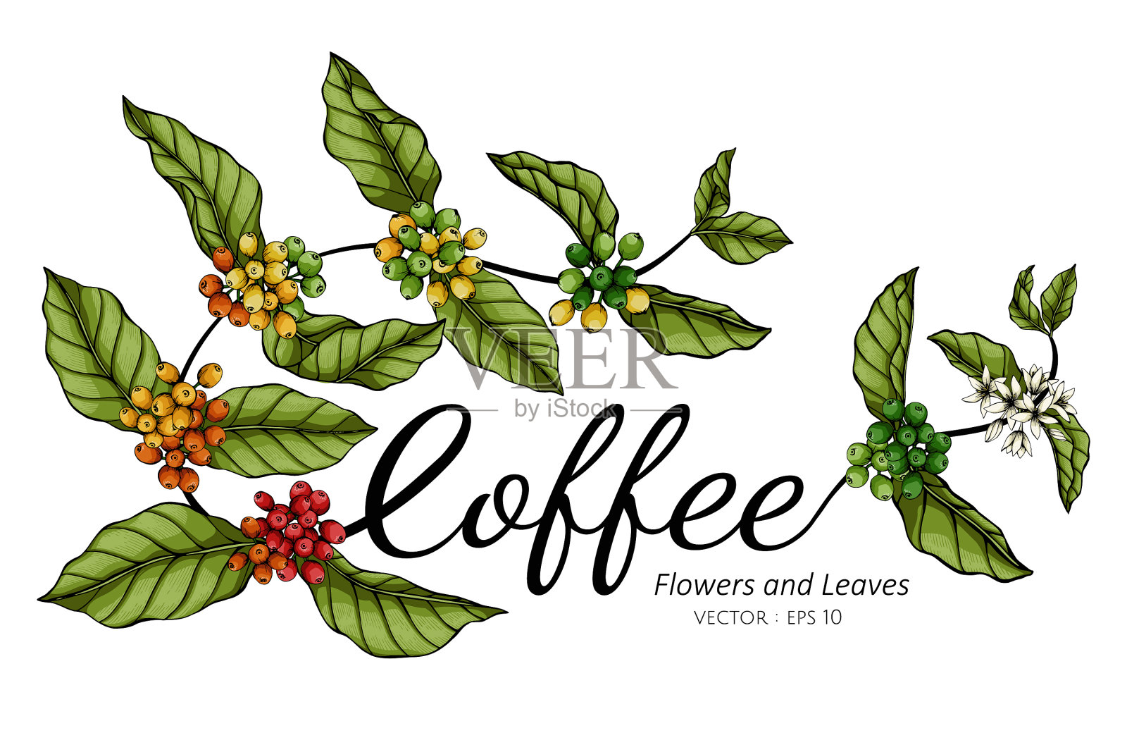 用线条画咖啡花和树叶插画图片素材