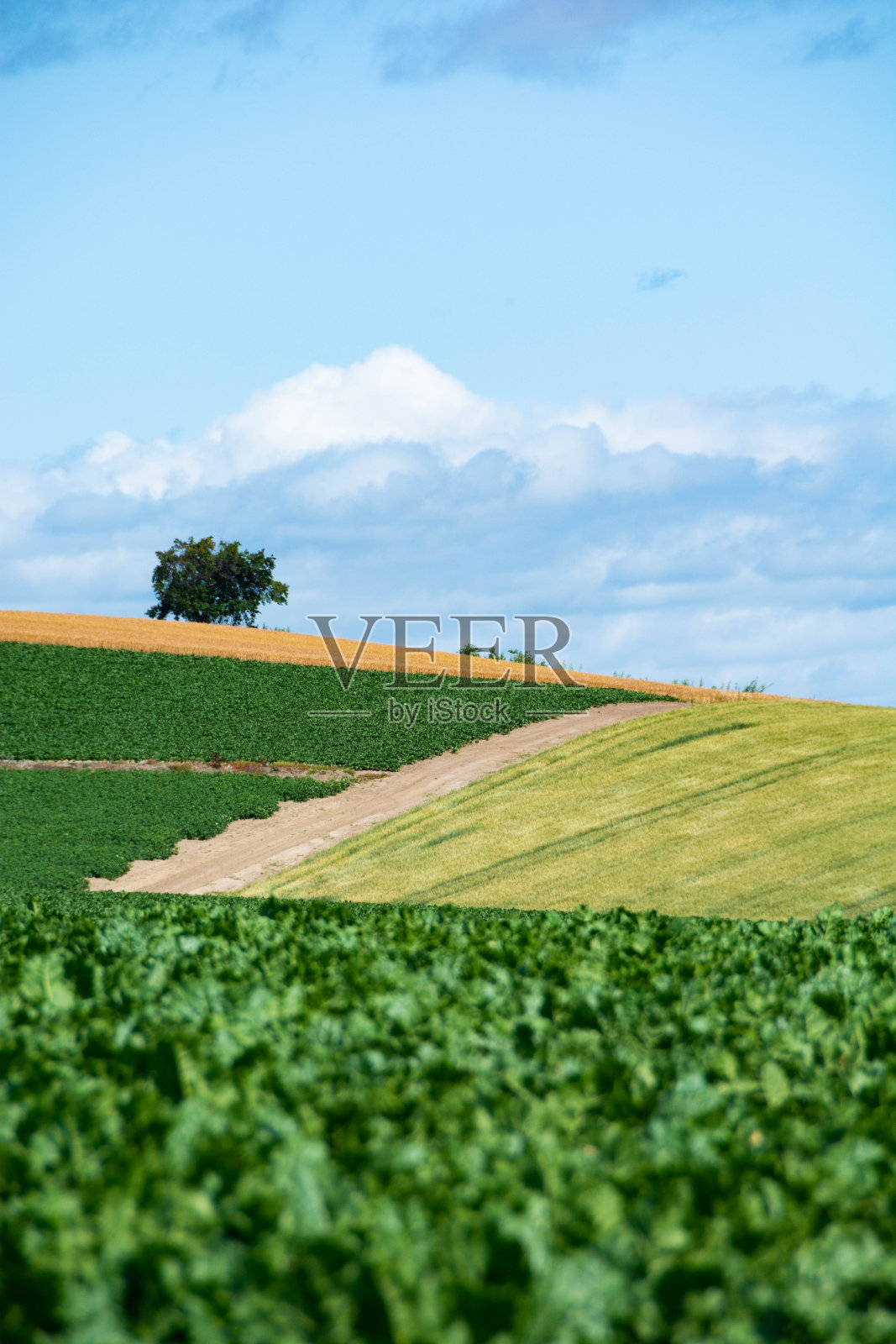 绿油油的菜地，山区的蓝天照片摄影图片