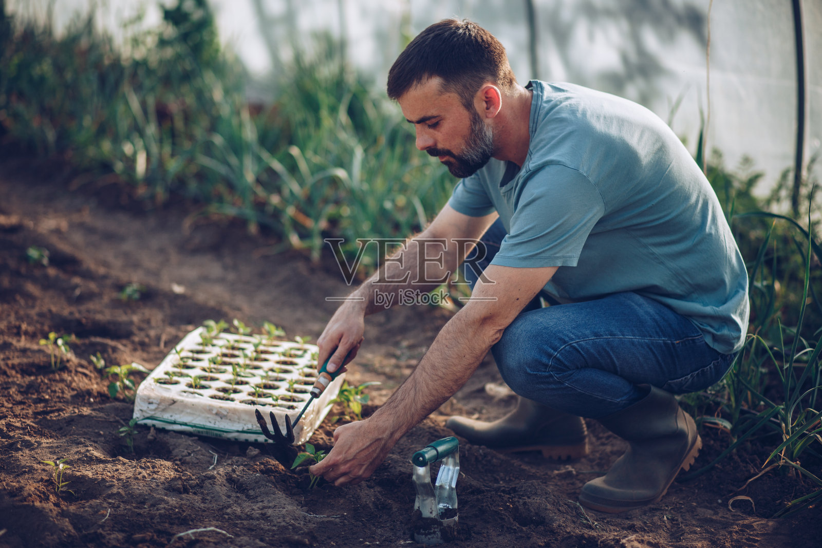 种植新的幼苗照片摄影图片