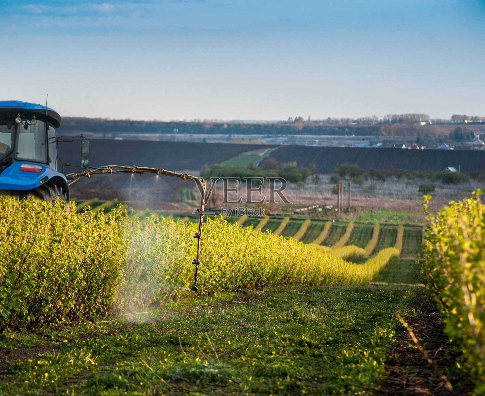 傍晚，拖拉机在醋栗种植园的山丘间向灌木丛喷射喷射物照片摄影图片