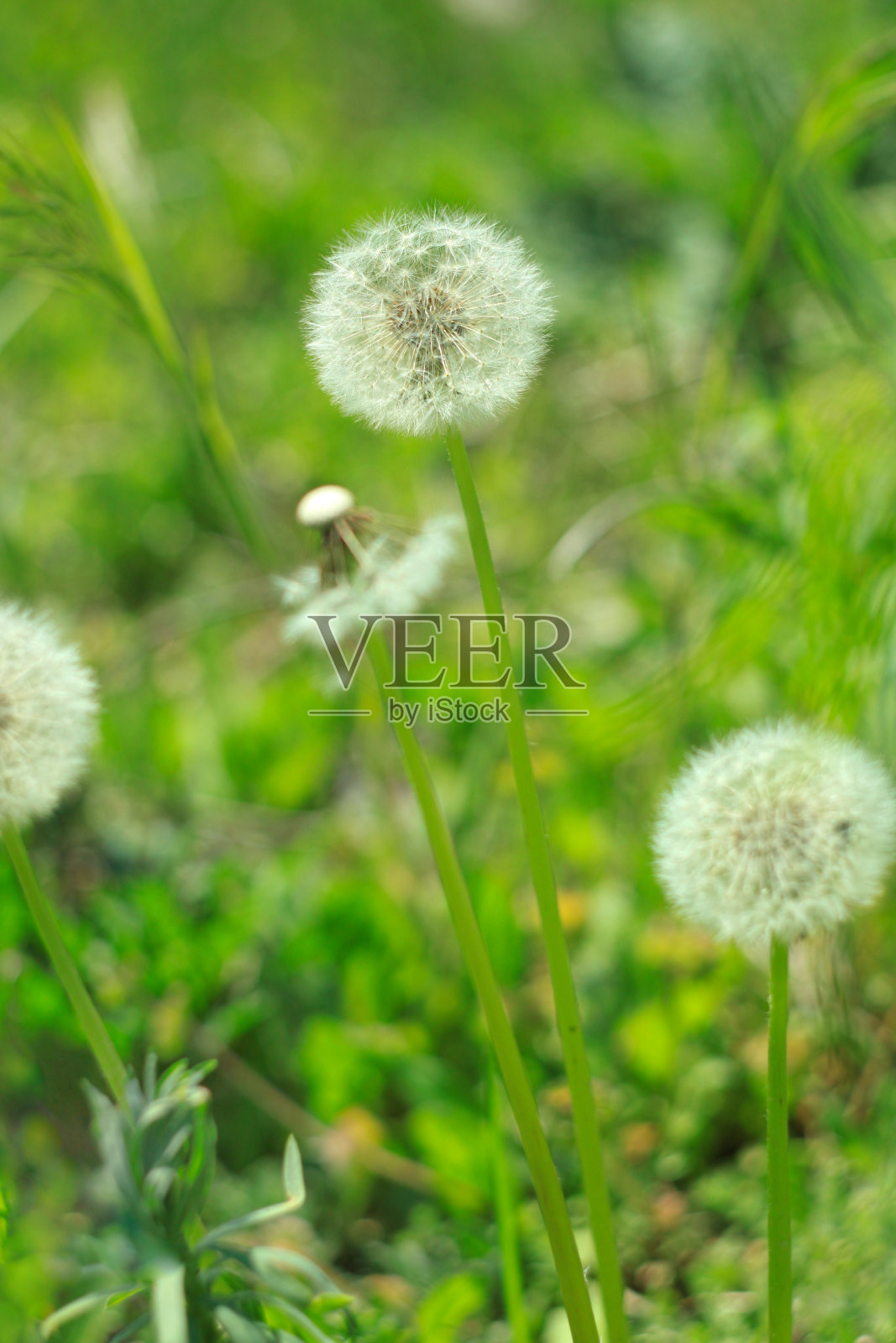 白色蓬松的蒲公英花在绿色的草地上模糊了令人惊叹的散克自然背景。宁静的宏观艺术墙纸。照片摄影图片