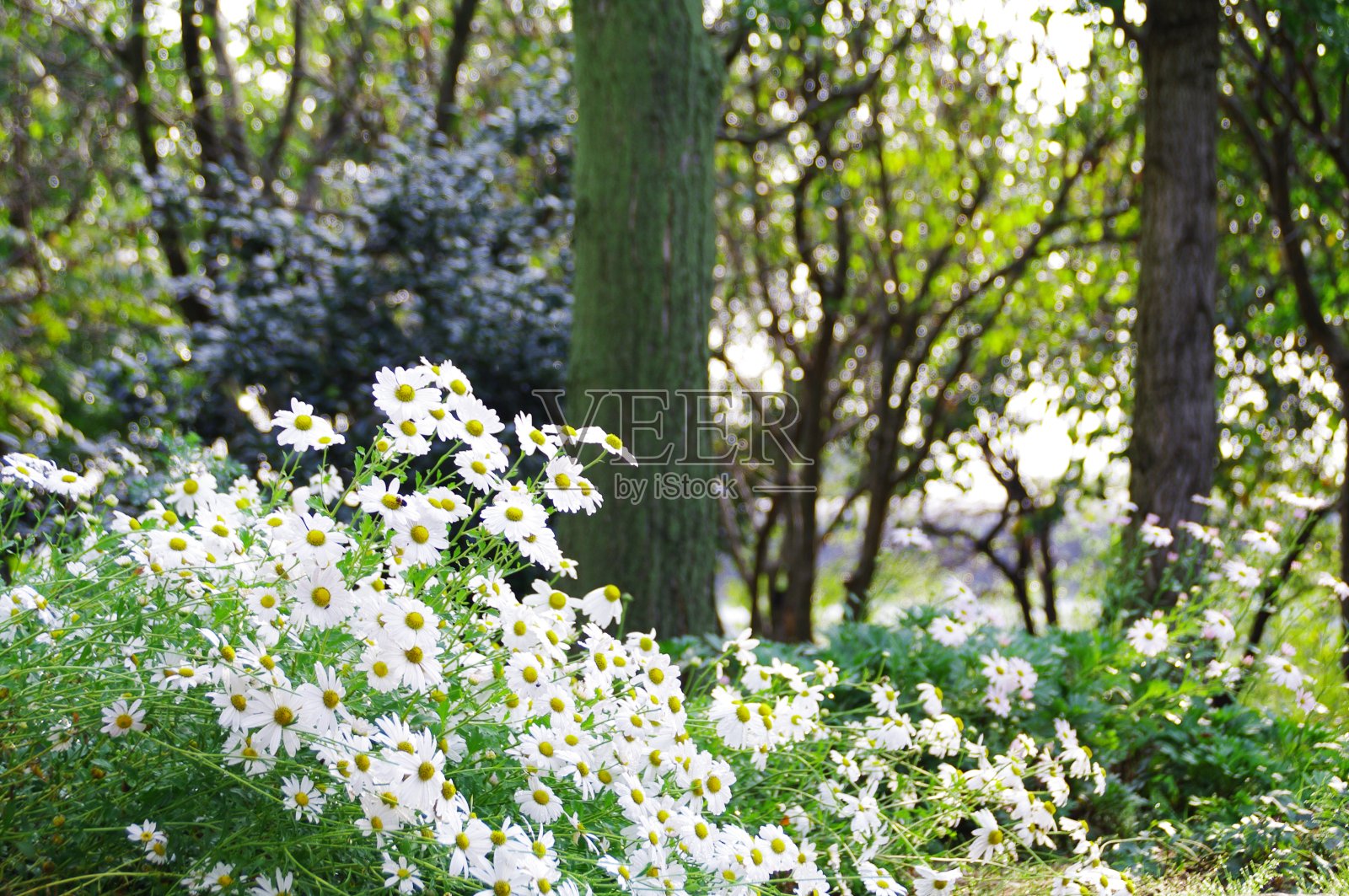 一个人一天的早晨景象。照片摄影图片