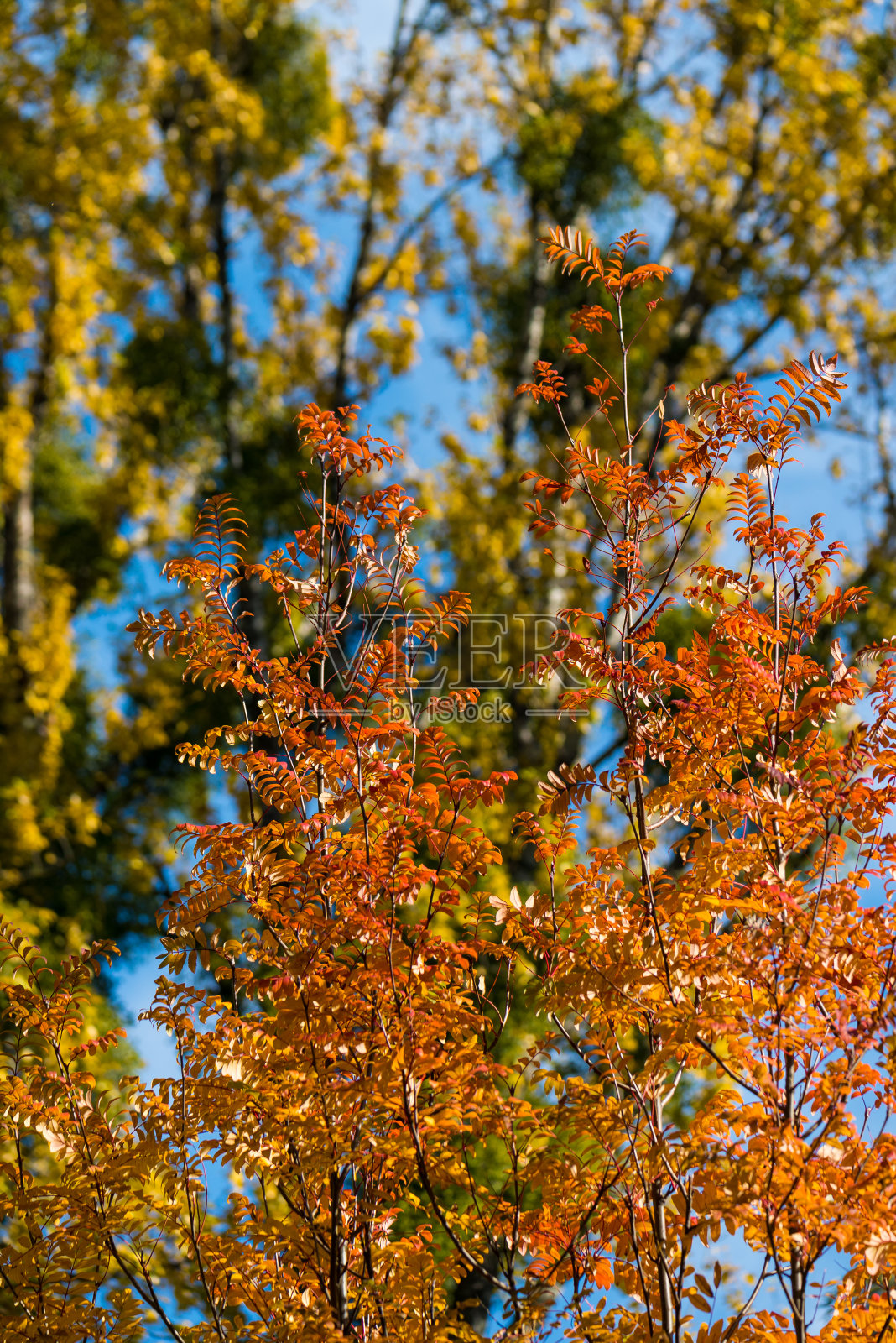美丽明亮的秋树。秋天的颜色。照片摄影图片