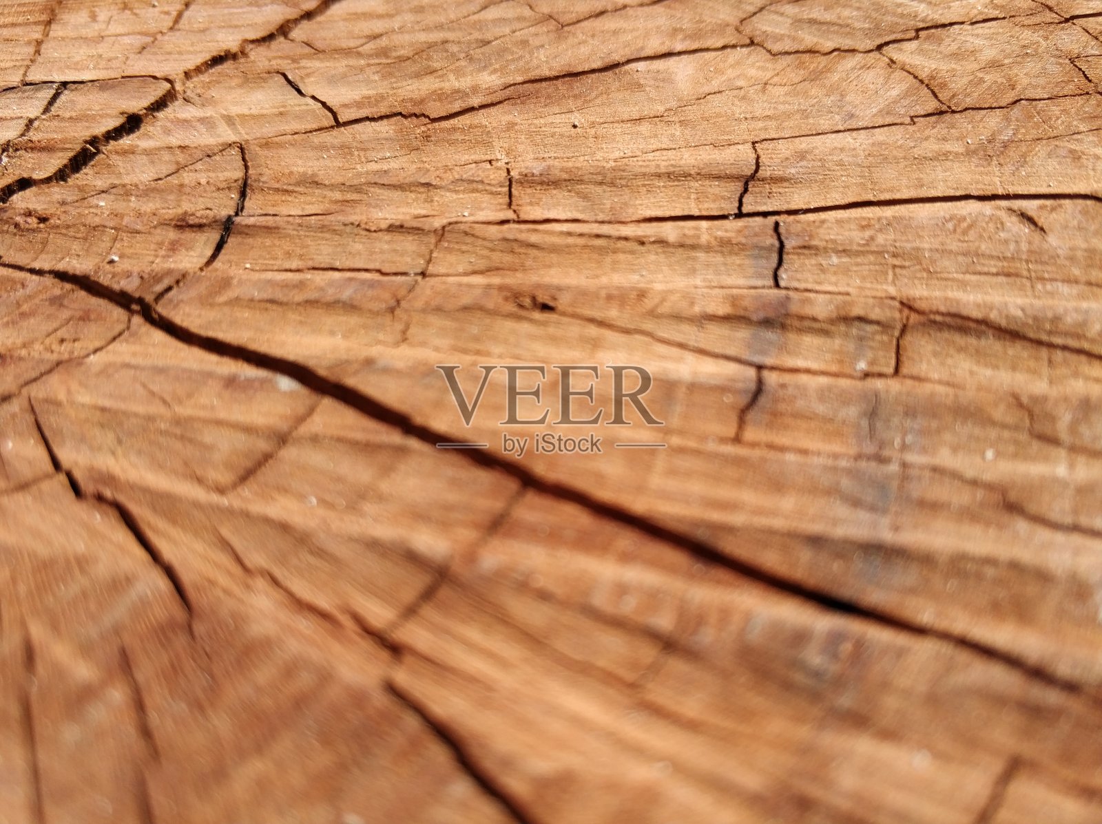 老树和模式照片摄影图片