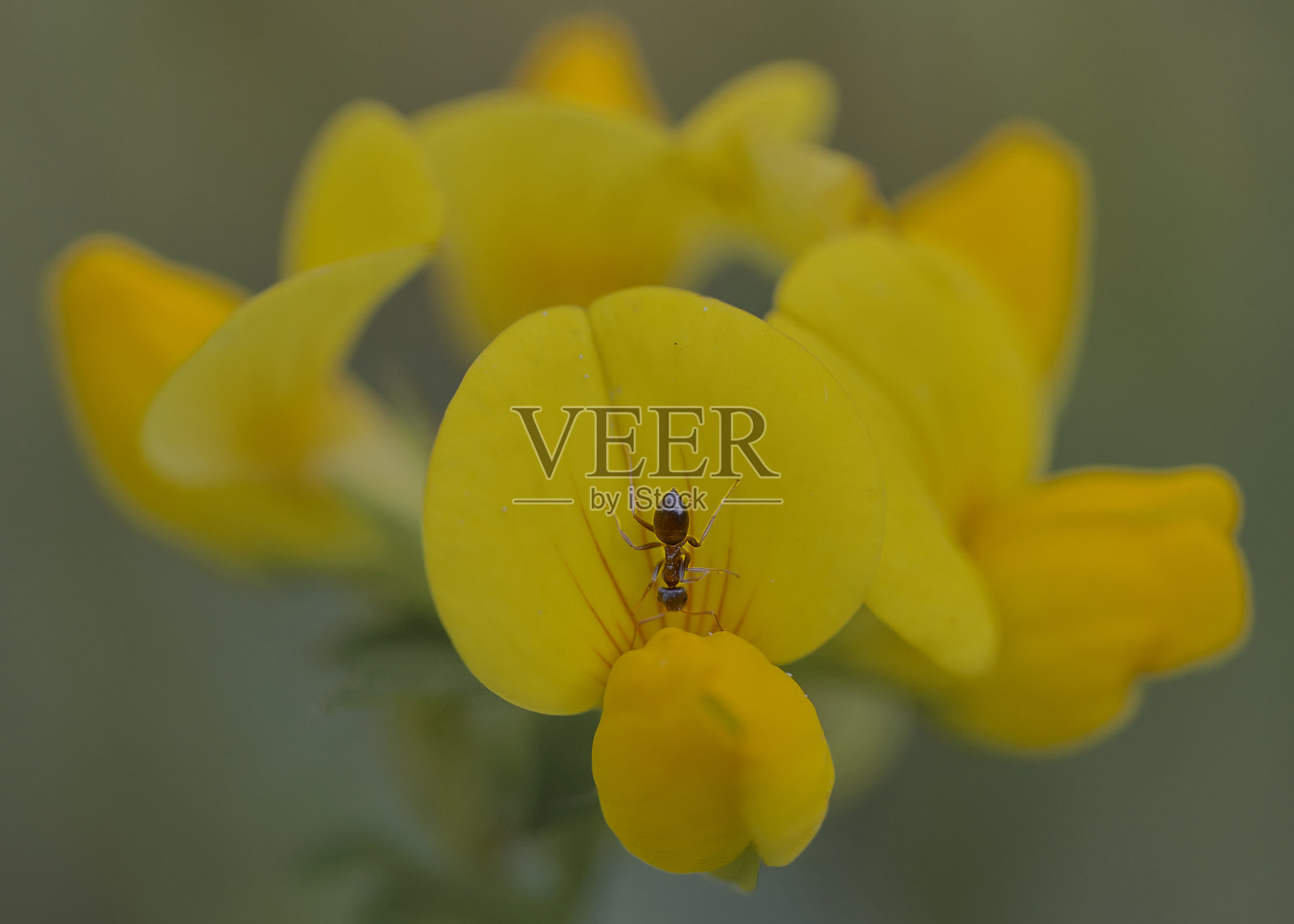 地面金银花照片摄影图片