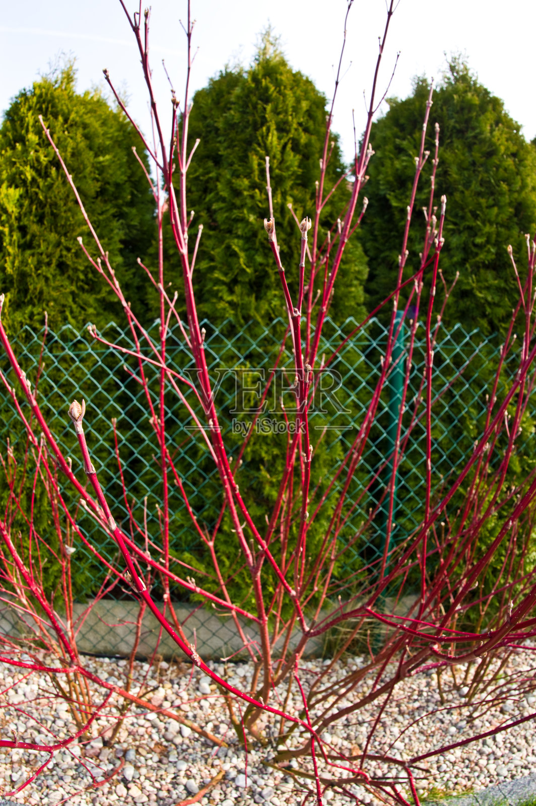 科努斯阿尔巴阿根廷马吉纳塔工厂在跳跃照片摄影图片