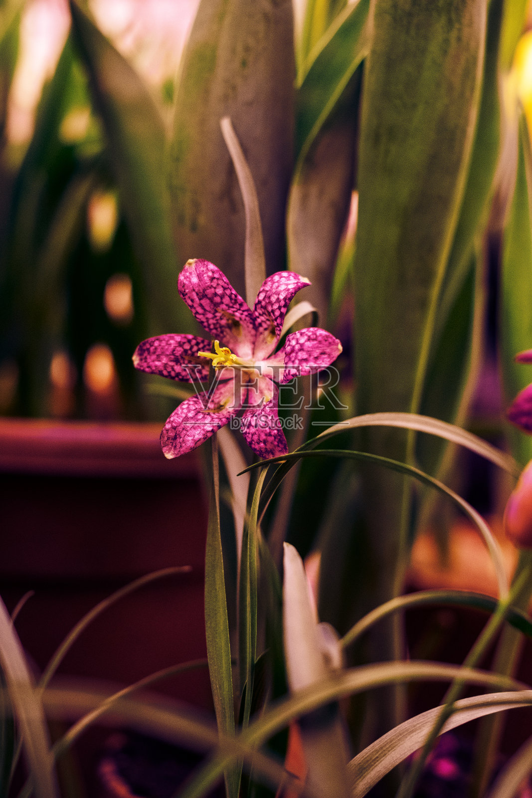 黑皮贝母是百合科的一种开花植物。照片摄影图片