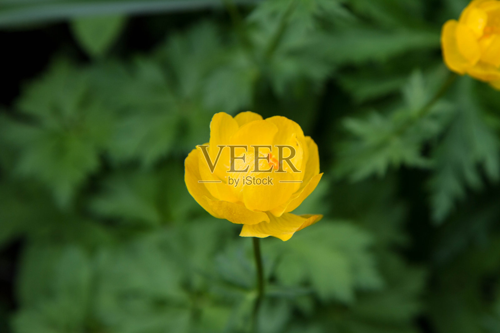 金梅草属植物的照片摄影图片