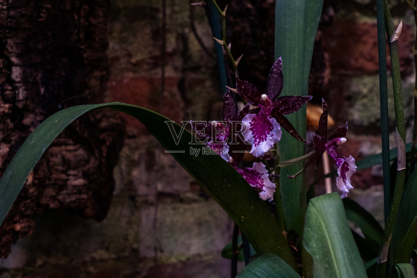 艳丽的斑点台湾三黄花在炎热的夏天盛开照片摄影图片