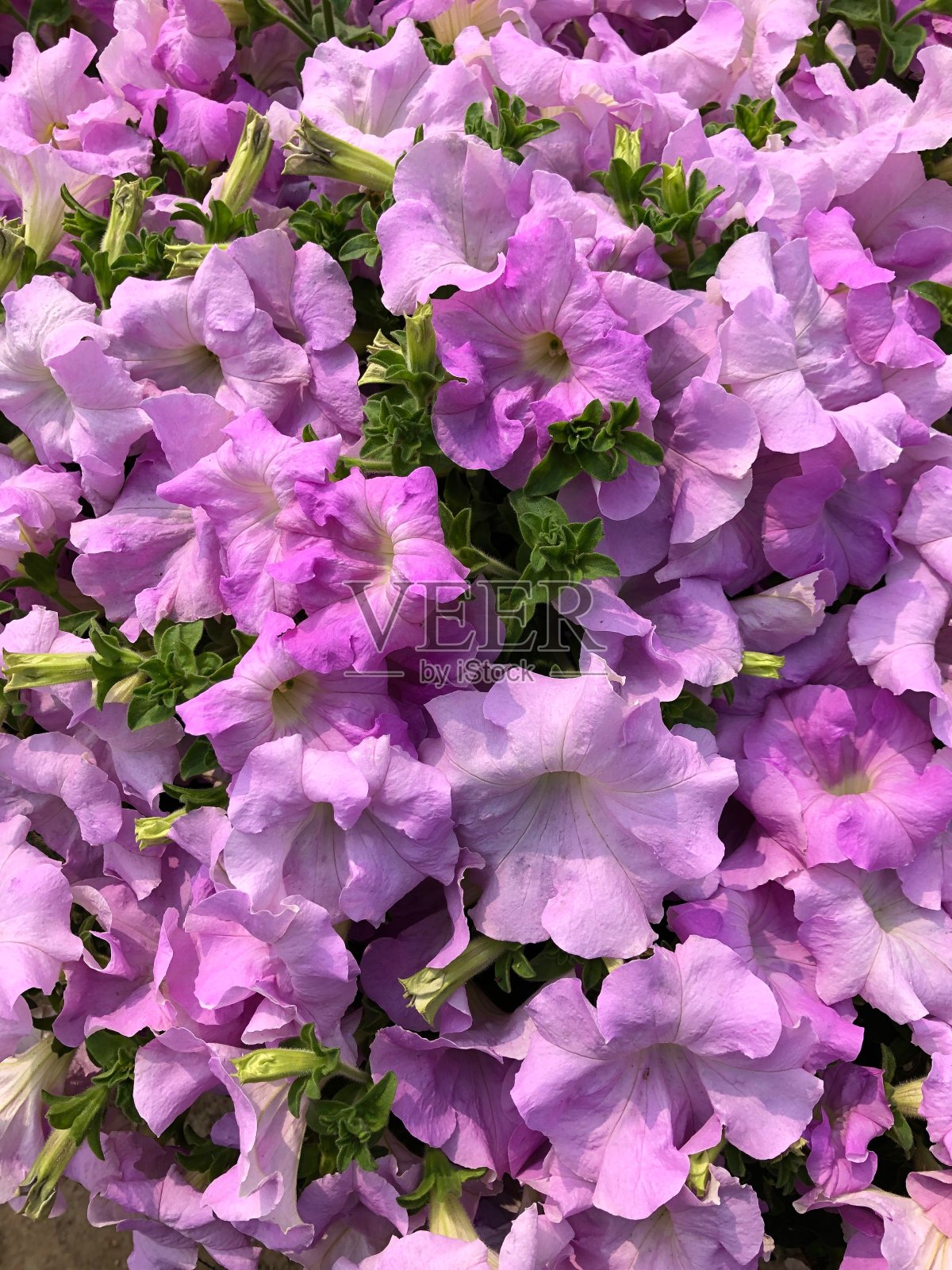 微距摄影，粉红色的花束照片摄影图片