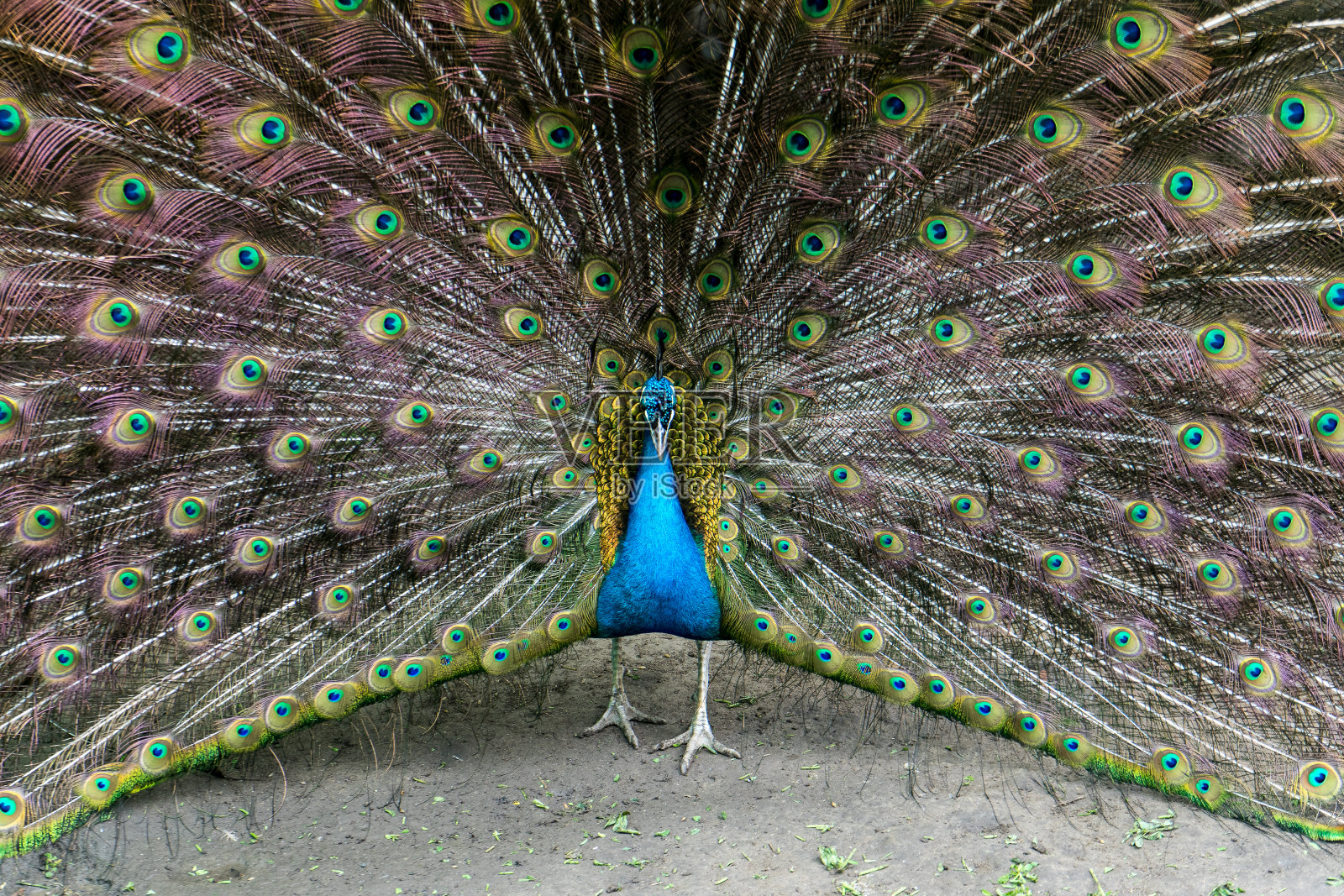 雄性孔雀展示它美丽的羽毛的特写照片摄影图片