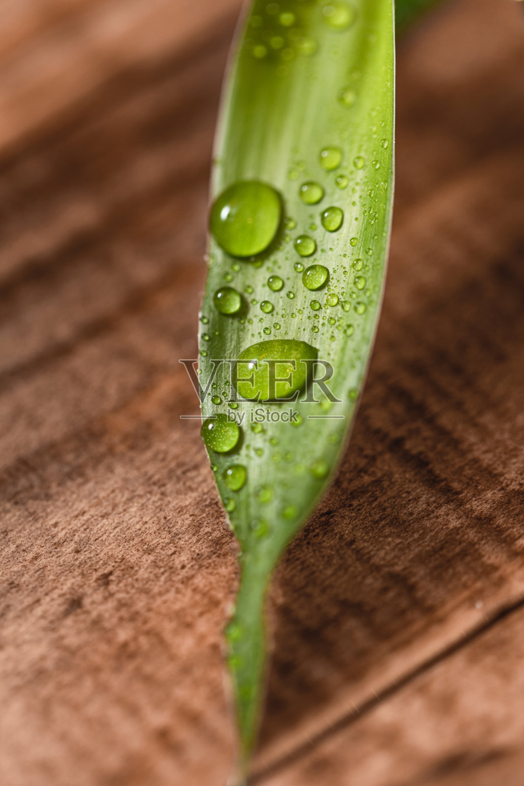 这是竹子叶子的特写照片摄影图片
