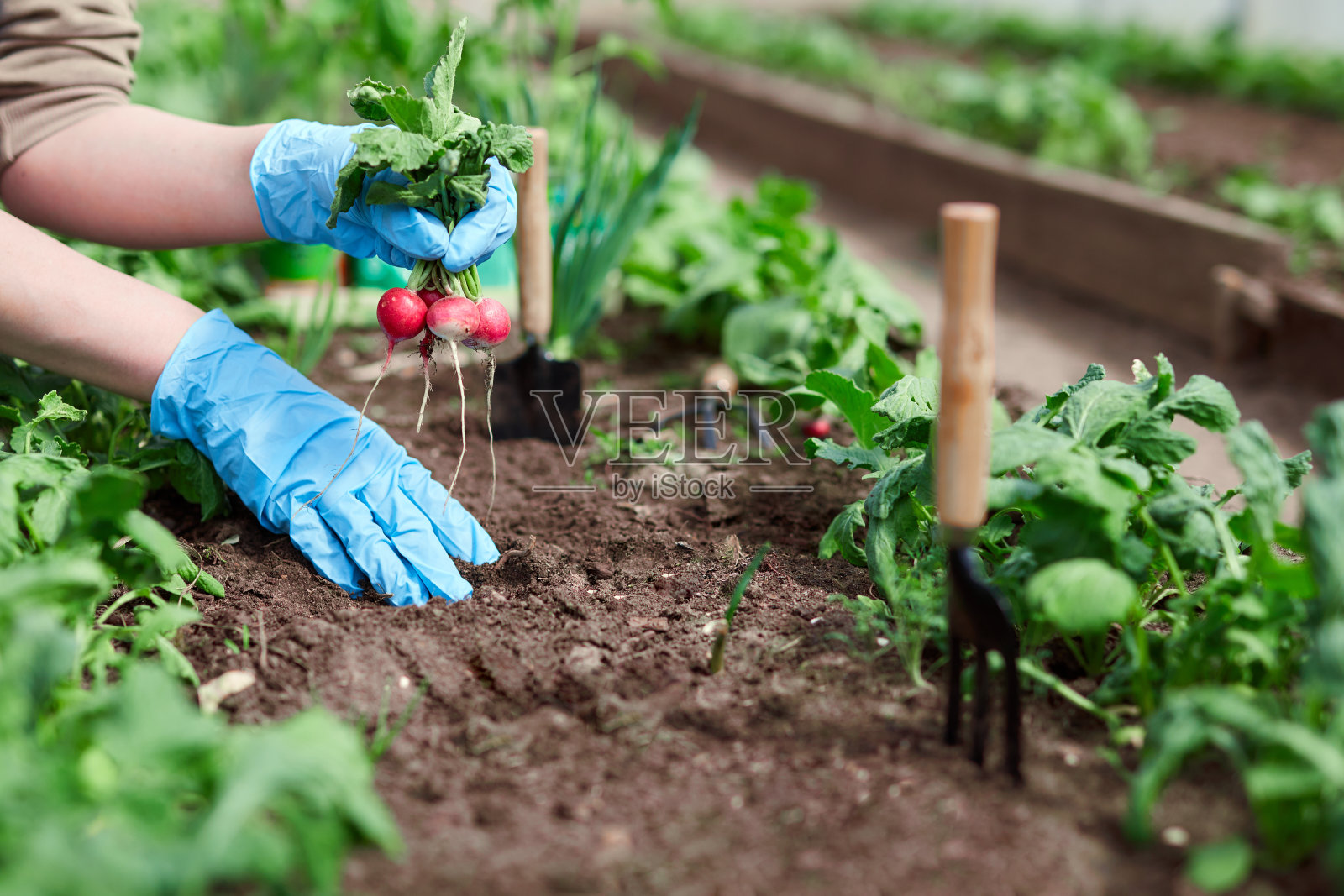 园丁们在后院亲手种植和采摘蔬菜。戴着手套的园丁在为幼苗准备土壤。照片摄影图片