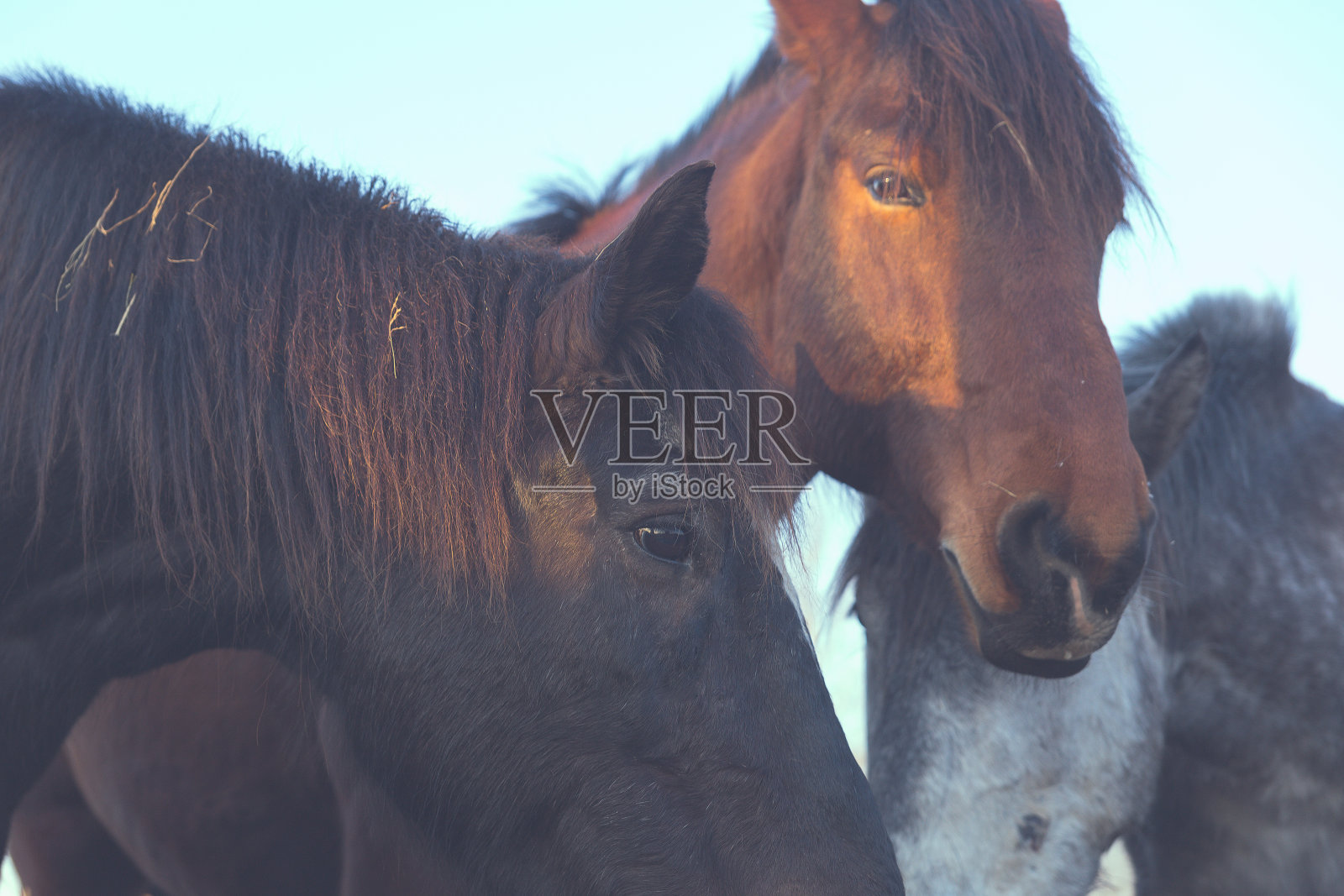 五匹乡下的马在围栏后面的喂食处。照片摄影图片