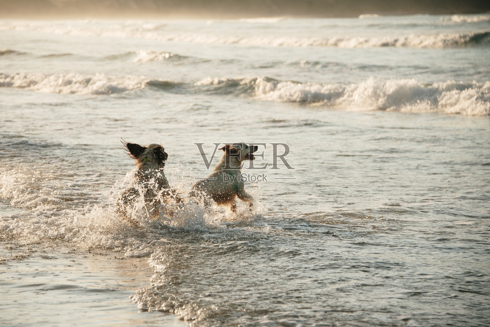 海滩上两只顽皮的狗照片摄影图片