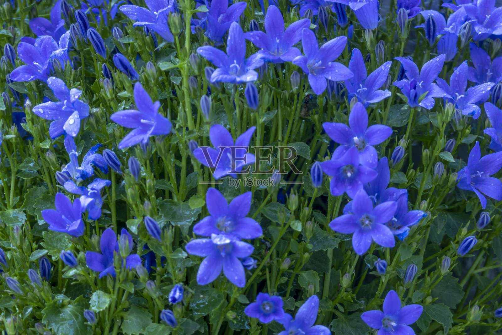 风铃草属植物carpatica照片摄影图片