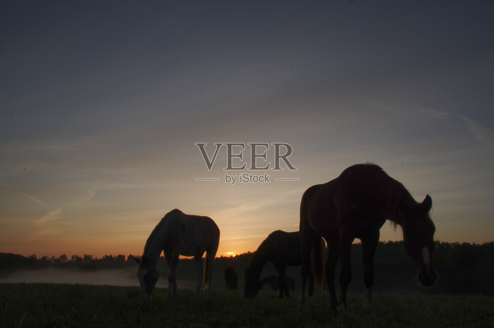 在一个有雾的早晨的马照片摄影图片