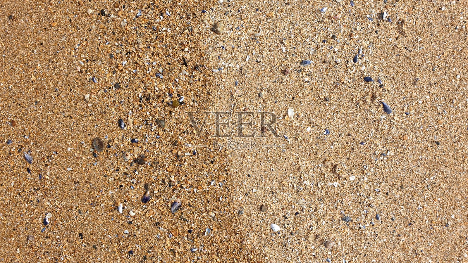 贝壳在沙滩上照片摄影图片