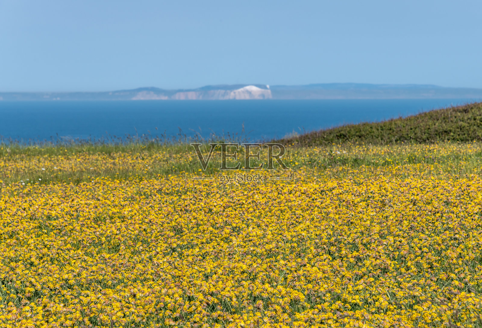 斯特兰海岸有白蚁，紫云英花照片摄影图片
