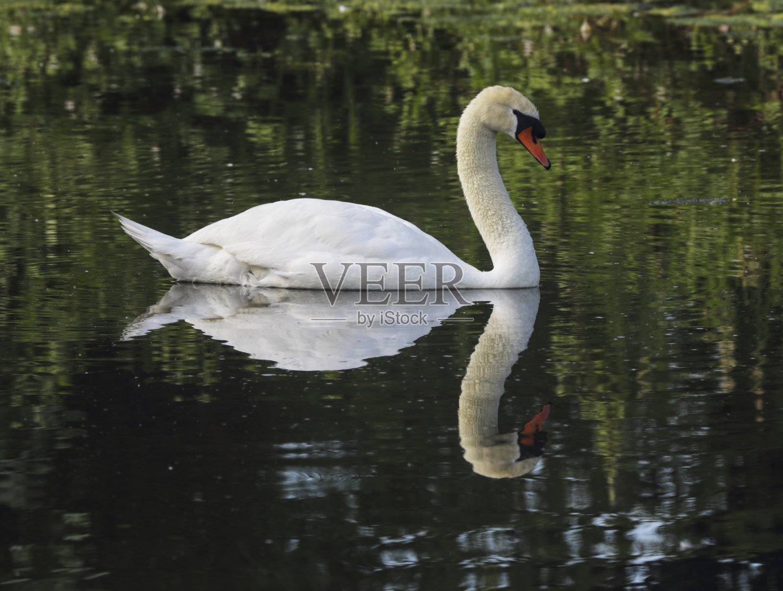 雄性哑巴天鹅天鹅色游泳在侧面照片摄影图片