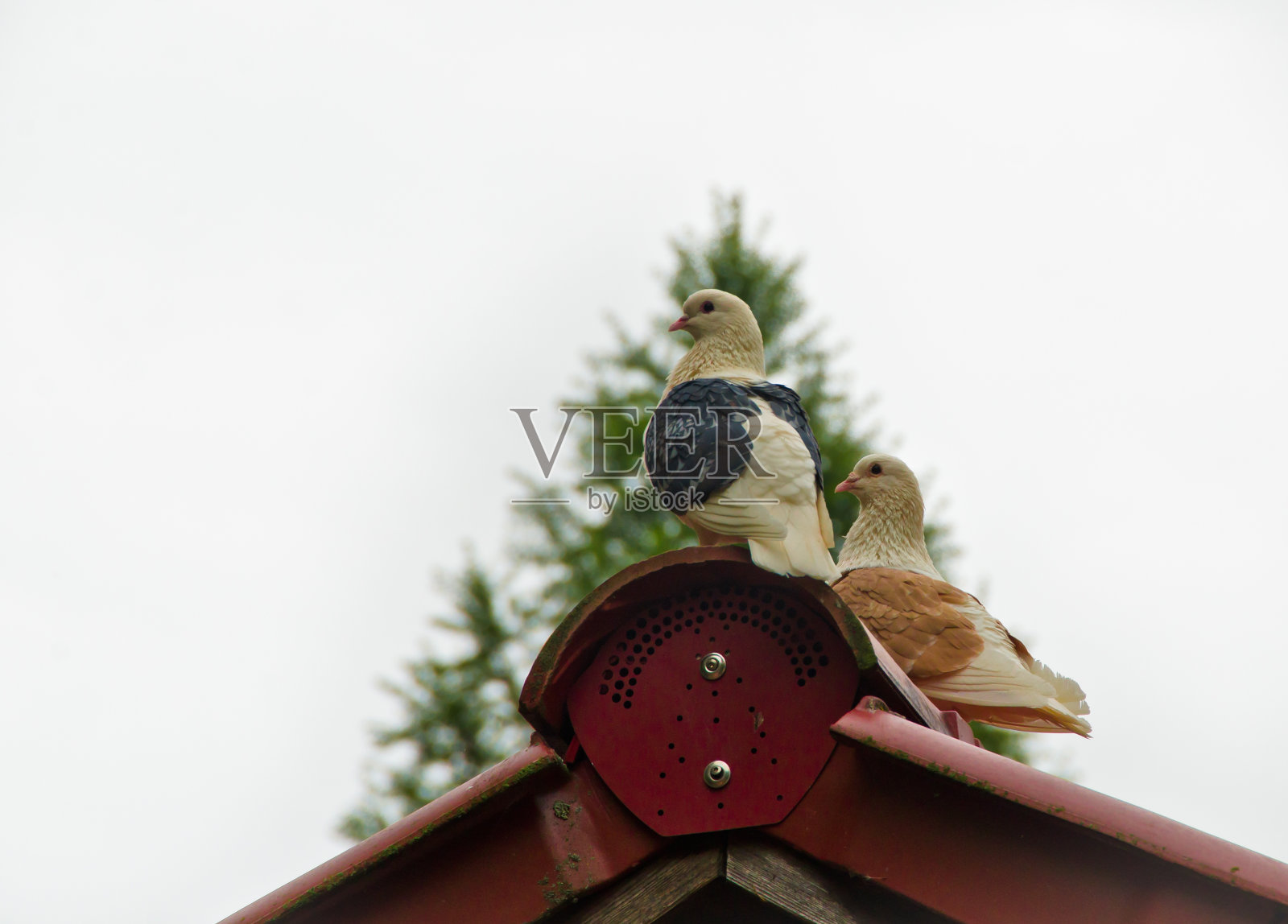 两只五颜六色的信鸽在明亮的白色天空前的红色屋顶上休息照片摄影图片
