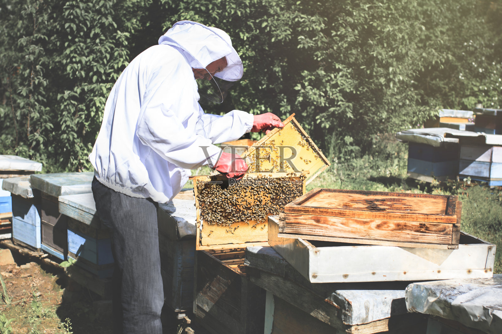 养蜂人收集蜂蜜，从蜂箱中取出一个托盘照片摄影图片