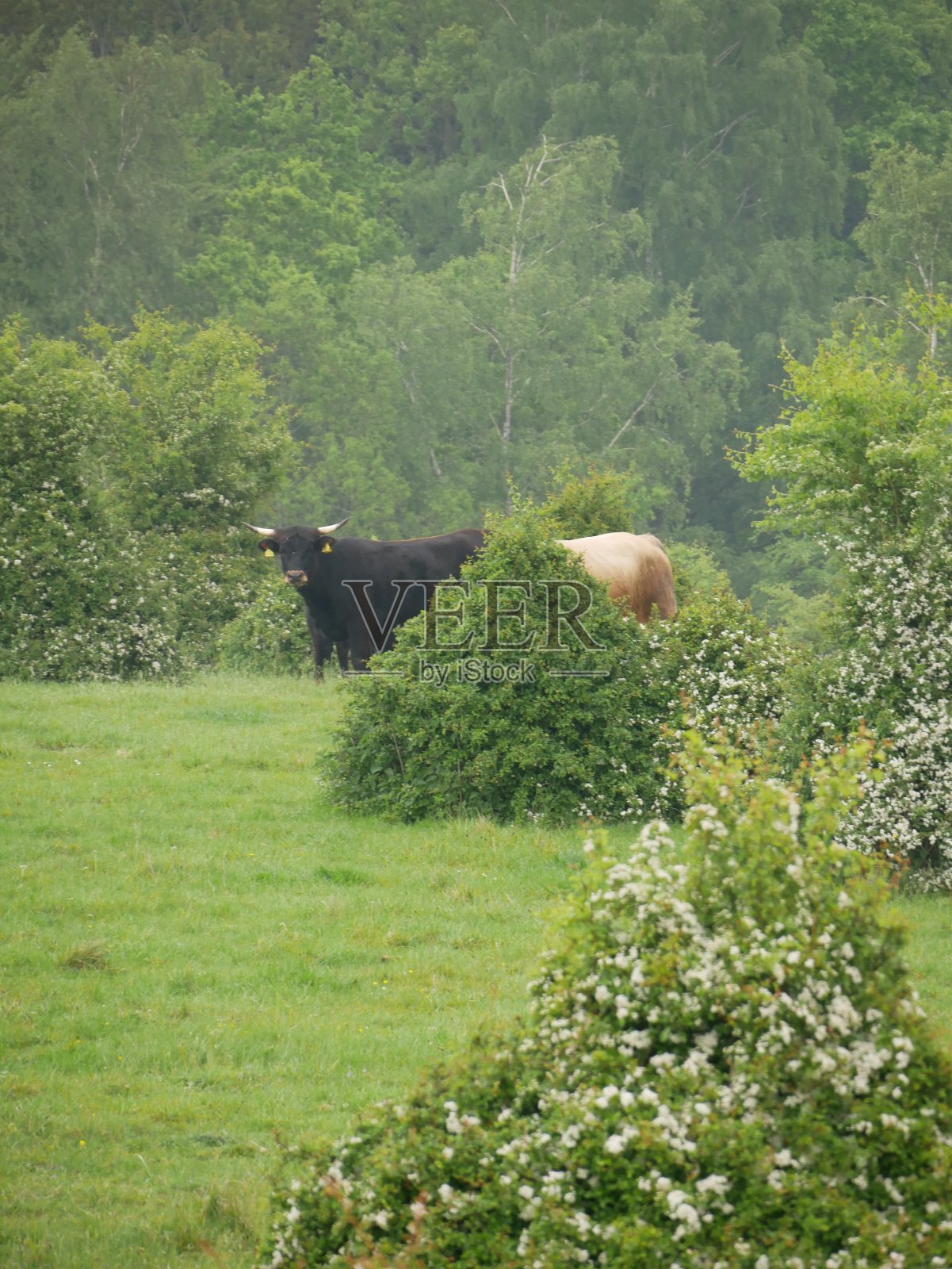 布洛克在一个绿色的自然区域照片摄影图片