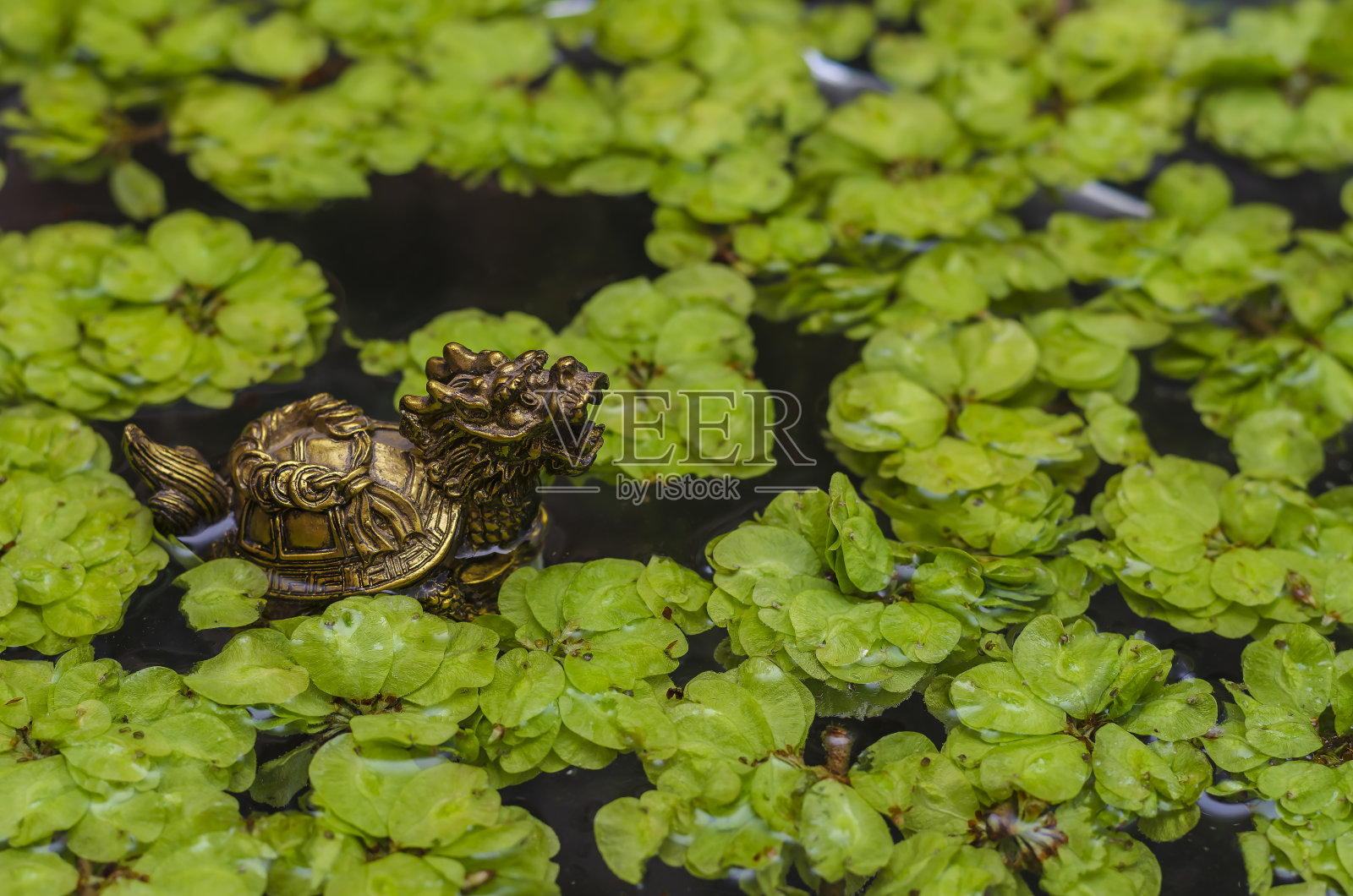 龙的形象在一个绿色的树叶池塘。照片摄影图片