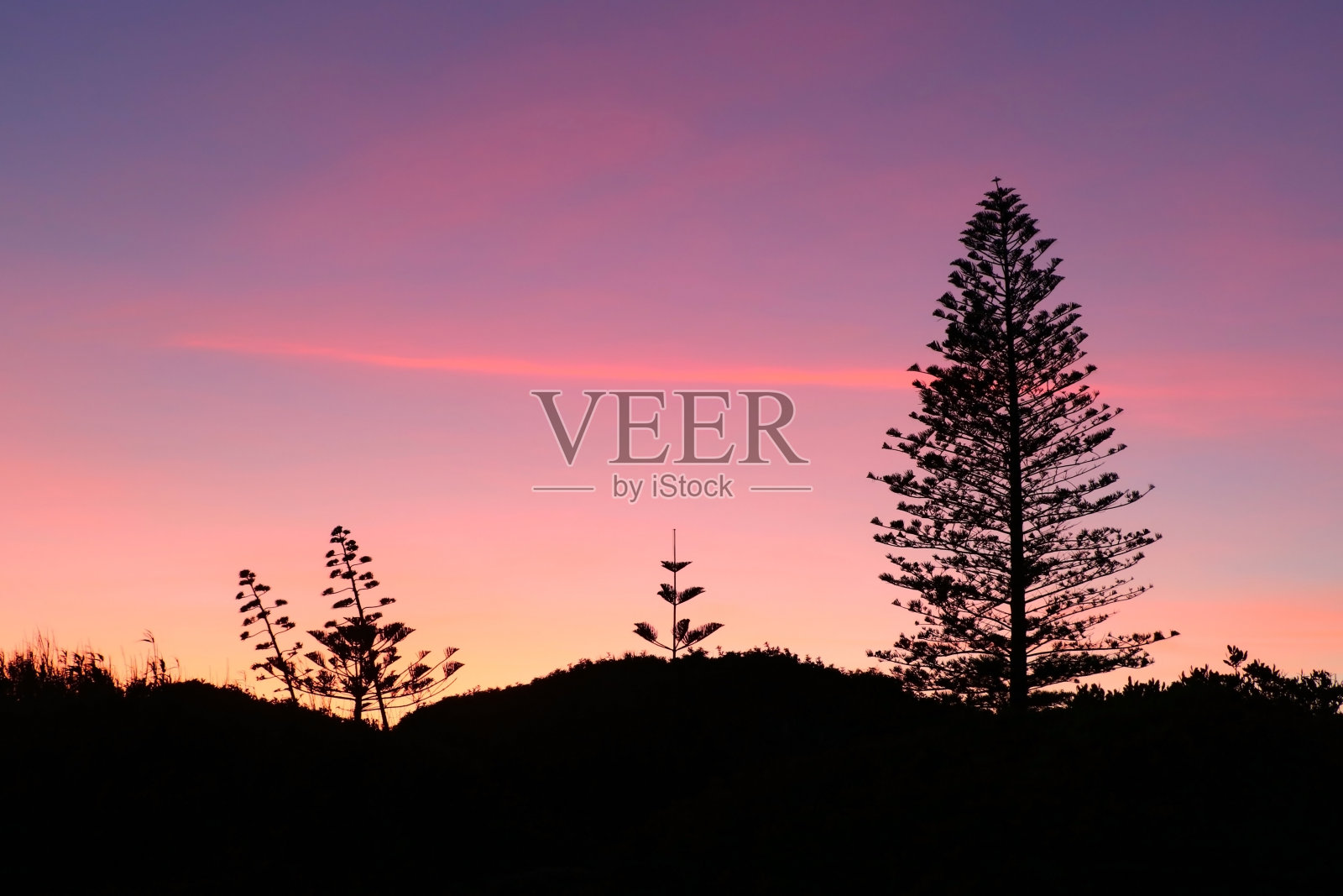 阿尔加维夏天，葡萄牙，一个惊人的，多彩的和和平的日落景象与树木的剪影。照片摄影图片