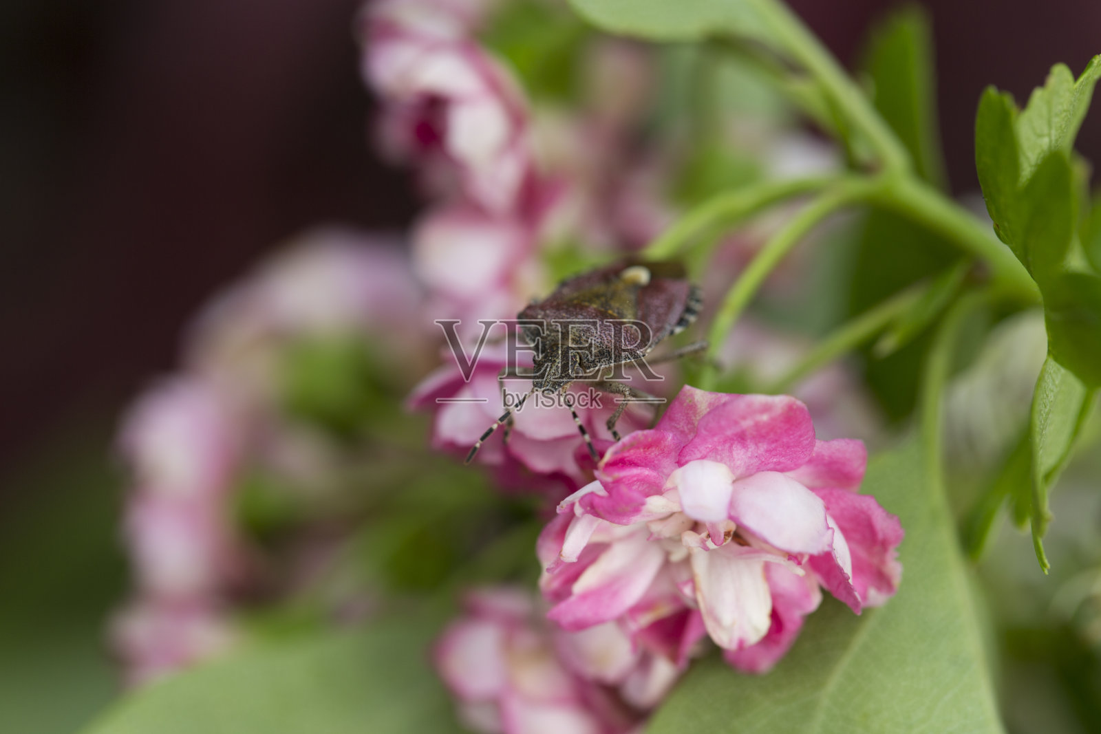 山楂盾蚧的极端特写(痔疮棘虫)照片摄影图片