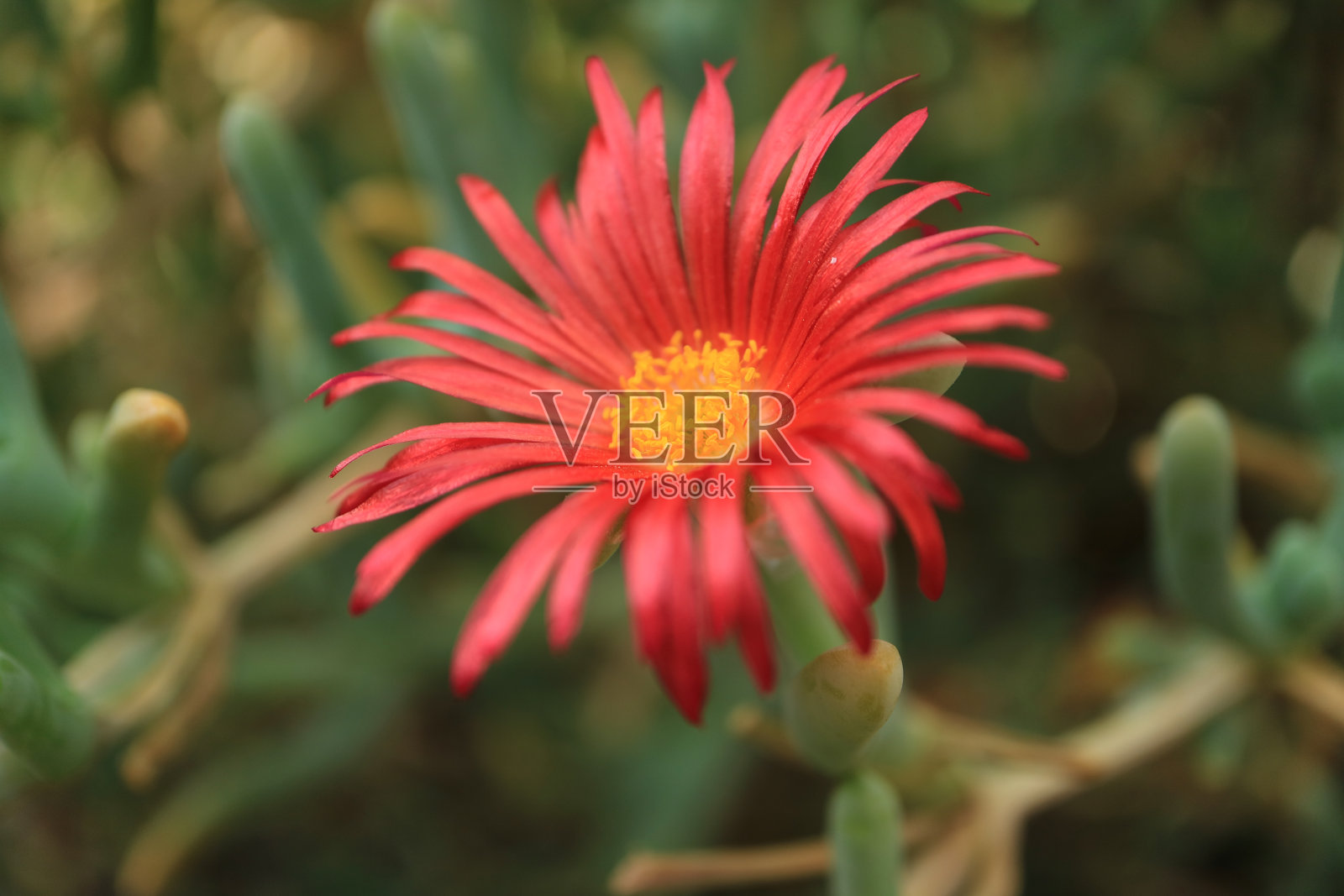 这是一种鲜红的多肉植物照片摄影图片