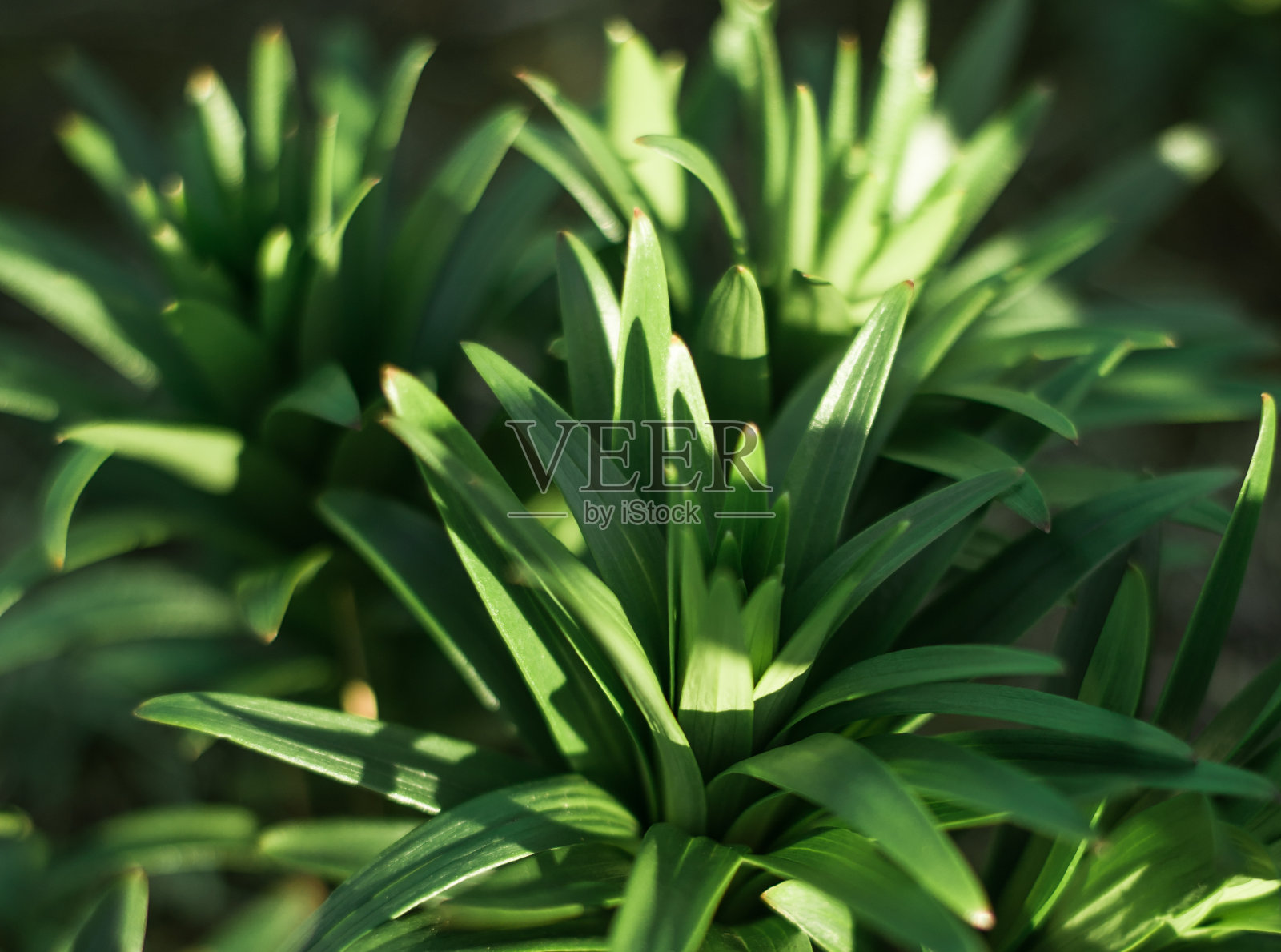 阳光下郁郁葱葱的绿色植物照片摄影图片