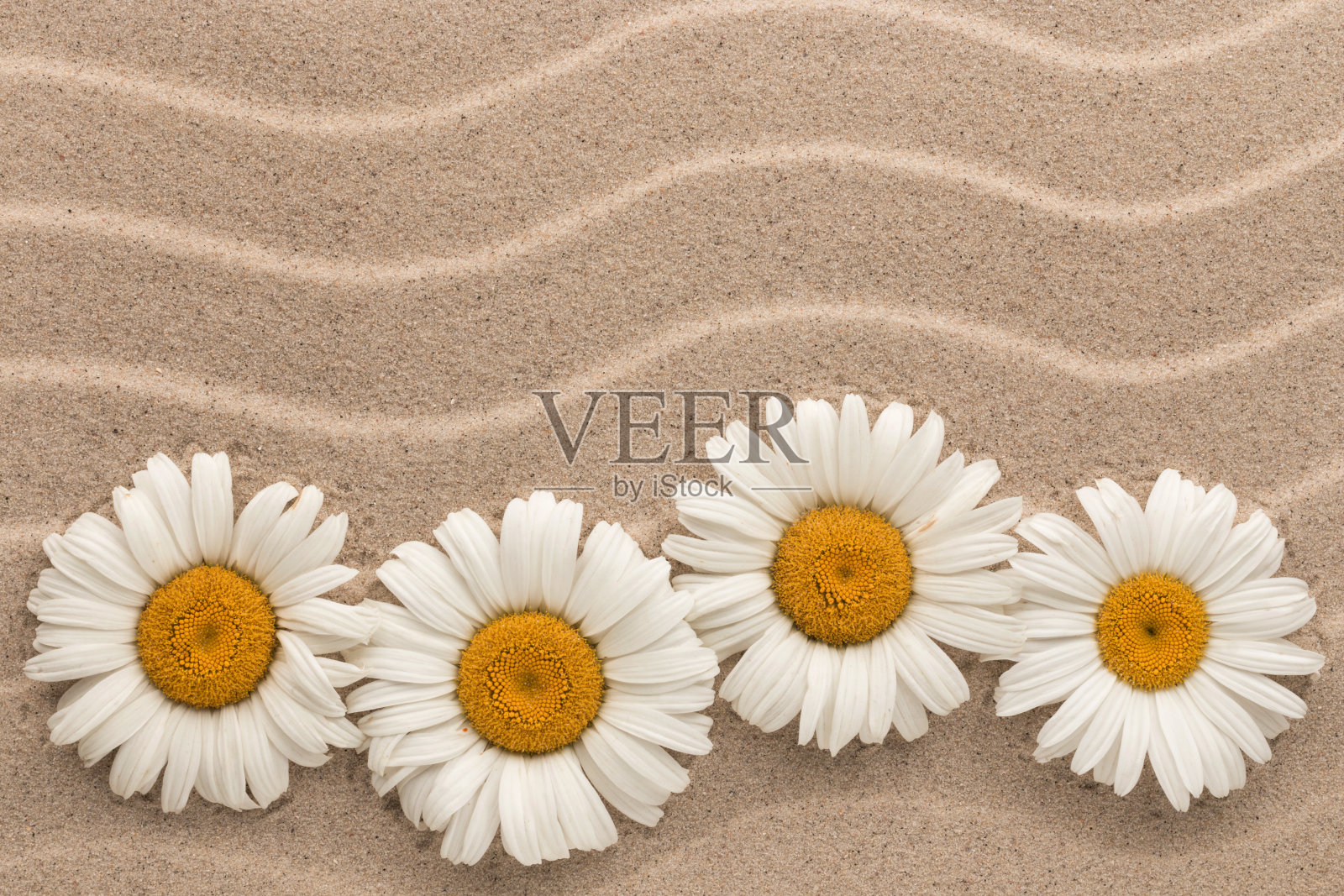 雪白的雏菊躺在沙丘上。副本的空间。照片摄影图片